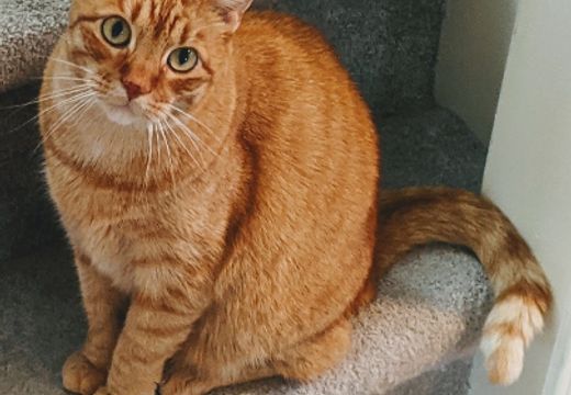 cat