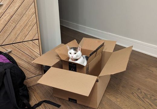 cat