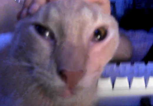 cat