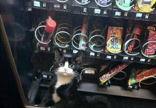 cat