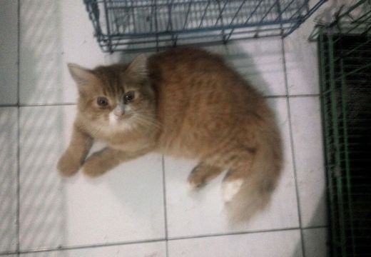 cat