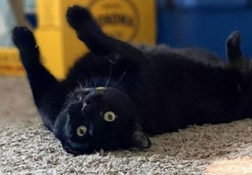cat